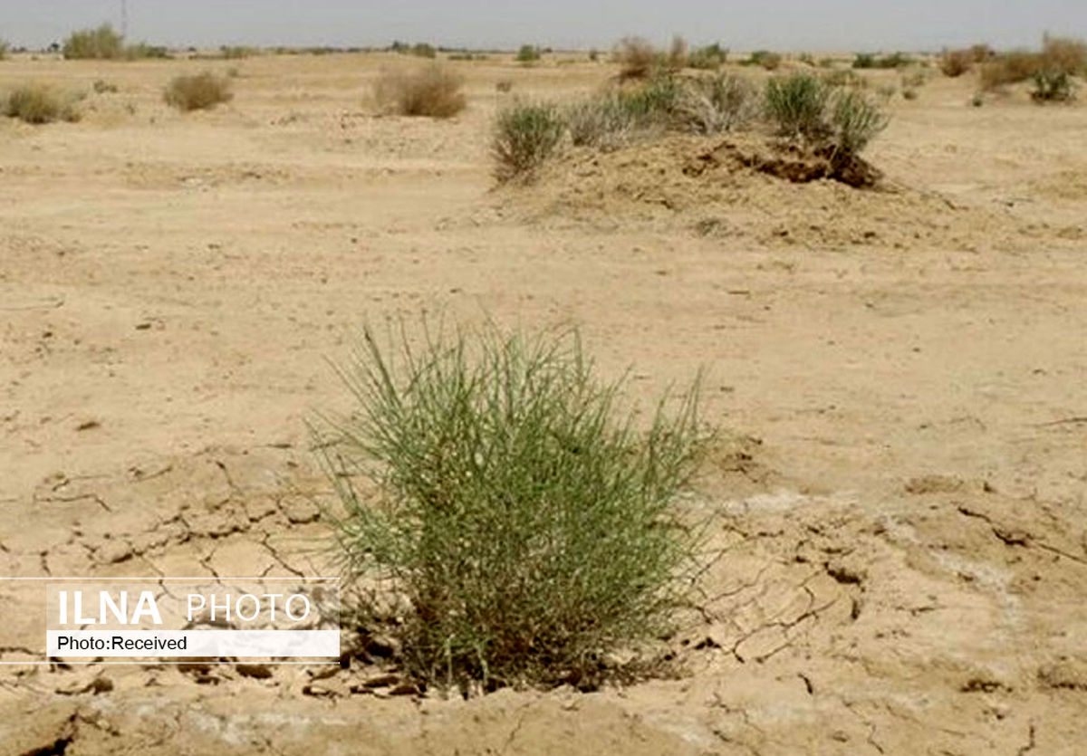 ۳۰۰ هکتار از بیابان‌های فتح آباد قزوین با گونه‌های مقاوم واکاری می‌شود