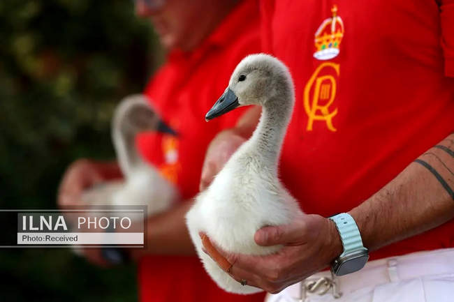 هفته‌ای در دنیای حیات‌وحش