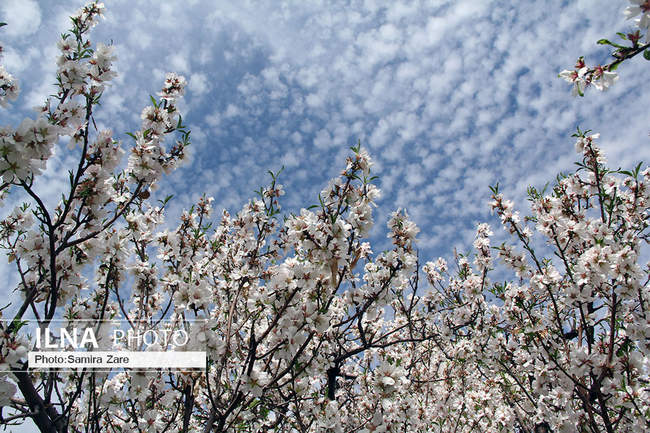 شکوفه های بهاری مهارلو