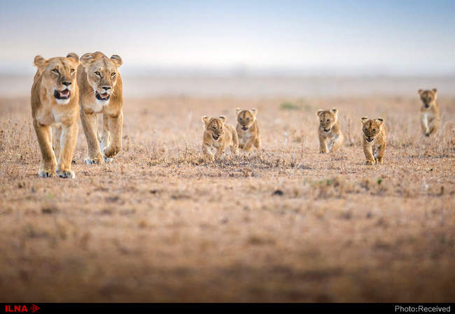                                                                             منتخبی از عکسهای برگزیده ن�