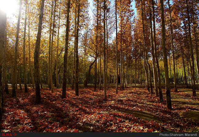 برگ ریزان پاییز اصفهان