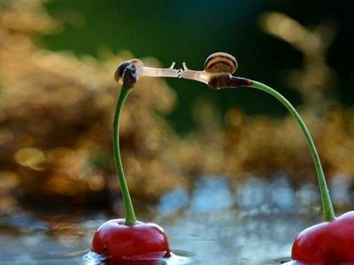 شگفتی های حلزون را در اینجا ببینید+ تصاویر 