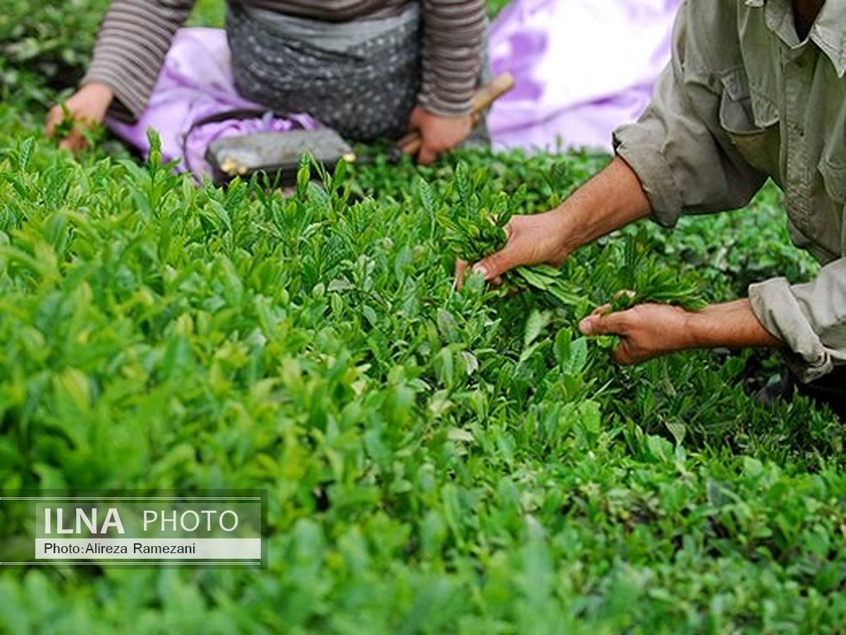 پرداخت 80 درصد از مطالبات چایکاران