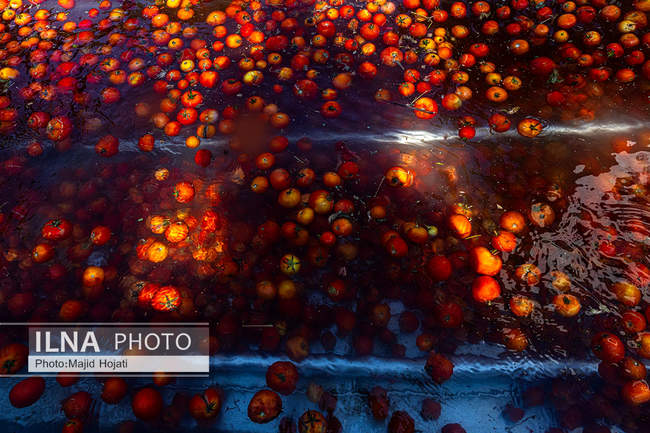 از مزرعه تا صنایع تبدیلی