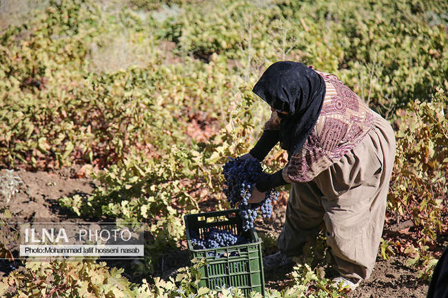 برداشت انور طلای سیاه در کردستان روستای پایگلان 