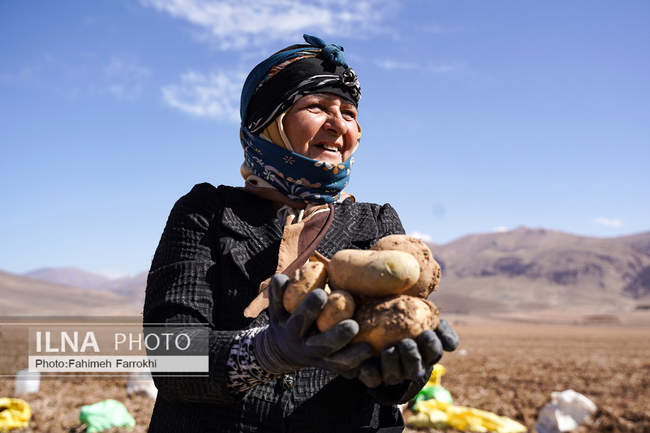 اشتغالزایی در مزارع کشاورزی سیب زمینی فیروزکوه
