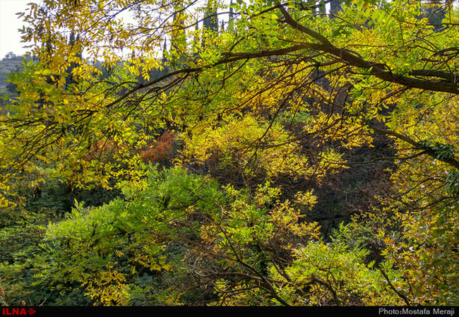 گزارش اختصاصی ایلنا از پاییز در باغ بوتانیکال تفلیس