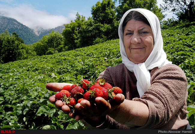 برداشت توت فرنگی در روستای سی دشت رودبار گیلان