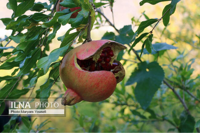 جشنواره انار ارس