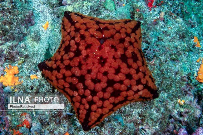 بهشت مرجانی در اعماق دریای عمان 