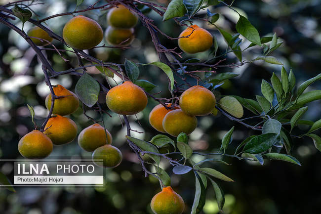 برداشت نارنگی از باغات هاشم‌آباد گرگان