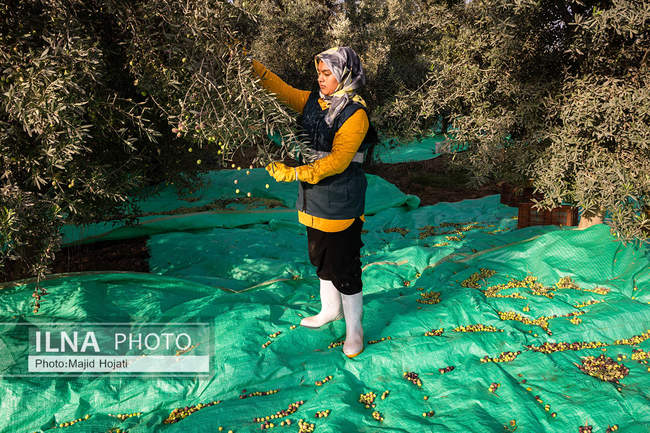 اشتغال زنان سرپرست خانواردر باغ زیتون حاجیکلاته