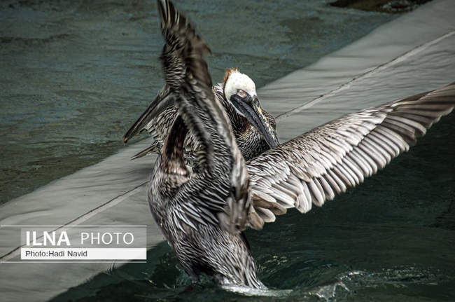 باغ وحش اسمیتسونین واشنگتن