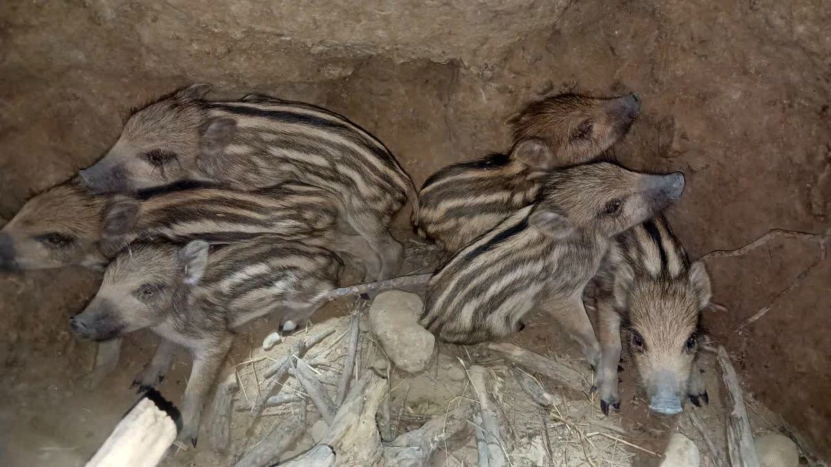 محیط‌بانان کازرون ۶ توله گراز را از مرگ حتمی نجات دادند