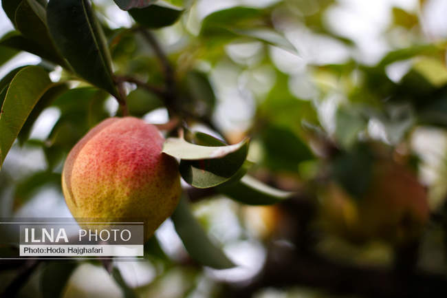 برداشت گلابی از باغات چناران