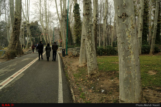 درختان زخم خورده کاخ سعدآباد