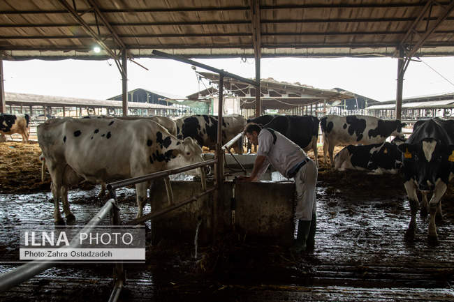 بزرگترین واحد پرورش گاو شیری شمال کشور
