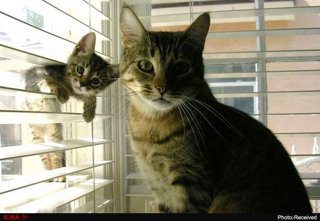 عکس خانوادگی حیوانات