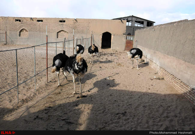 پرورش شترمرغ در سبزوار‎