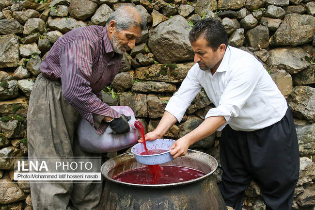 برداشت دانه‌های سرخ انار در اورامان