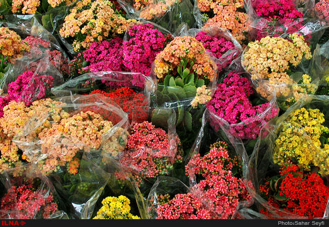 بازار گل و گیاه تهران در آستانه نوروز