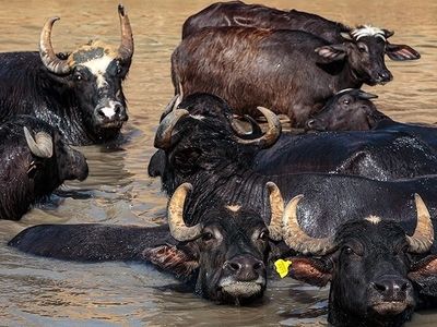مهلت بیمه محصولات زراعی تا پایان مرداد/راه اندازی بیمه تمام خطر گاومیش برای نخستین بار در خوزستان