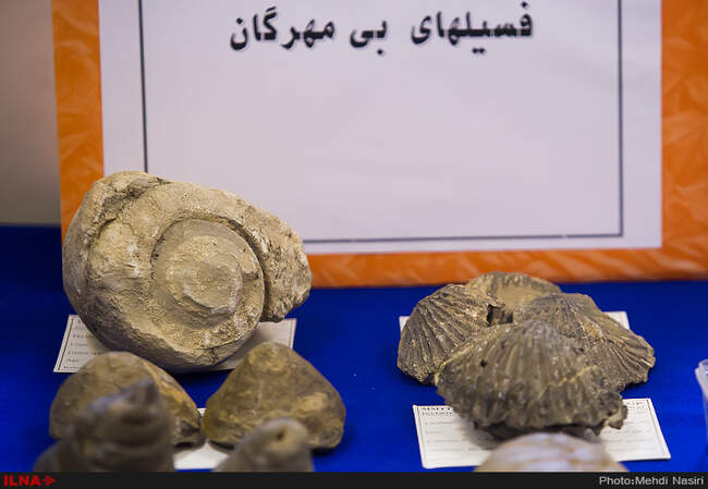 رونمایی از فسیل های هفت میلون ساله
