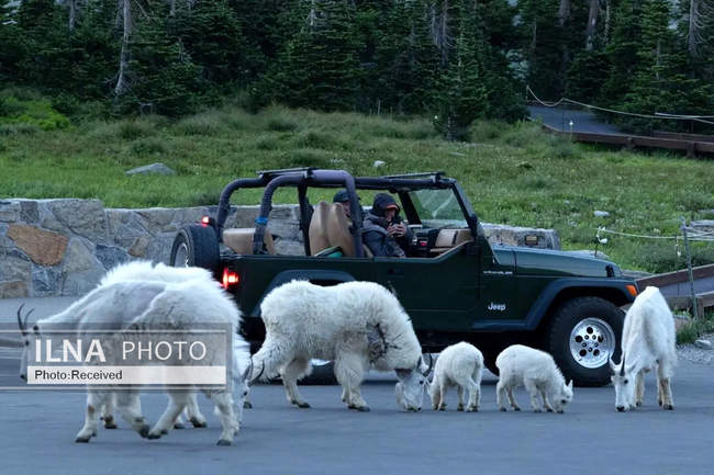 هفته‌ای در دنیای حیات‌وحش