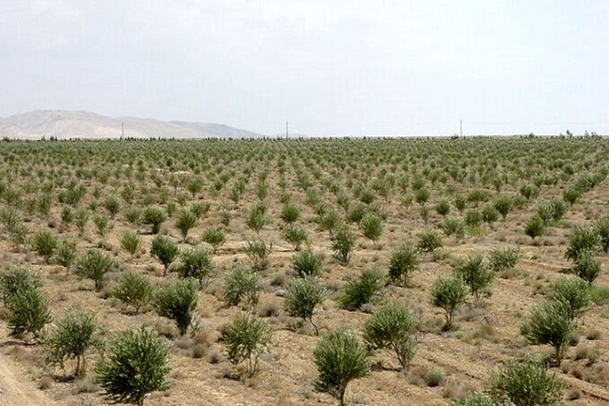 انجام ۸۲۱ هکتار جنگل‌کاری در استان تهران در سال ۱۴۰۲