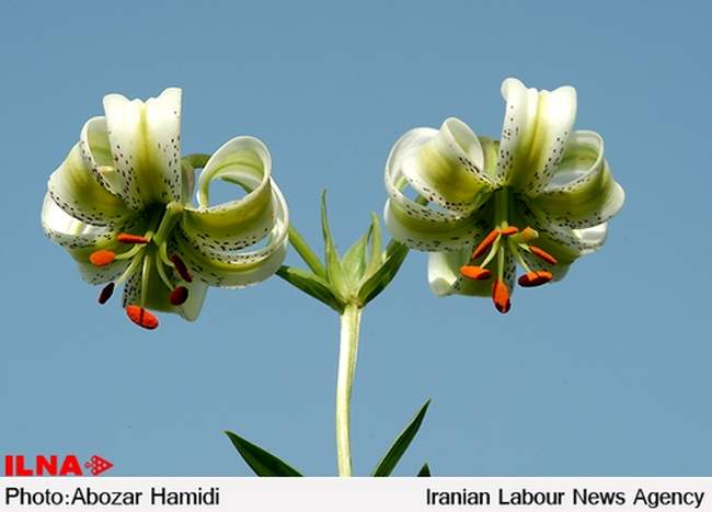 «سوسن چلچراغ»