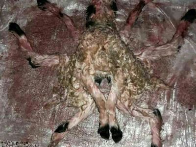 تولد گوسفندی عجیب الخلقه در بوانات+عکس