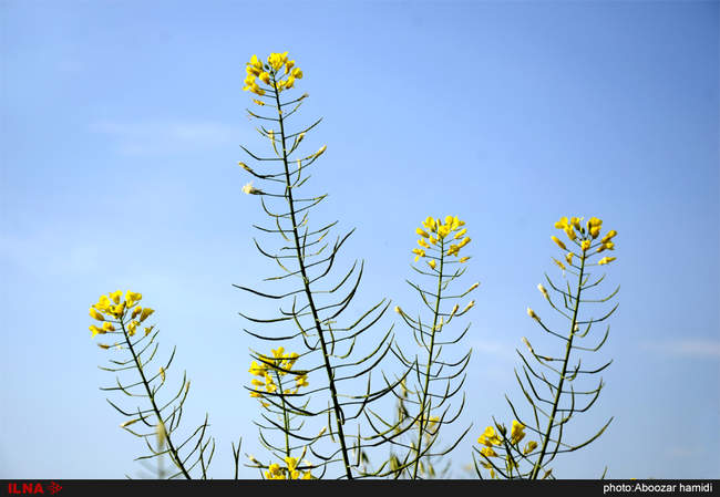 مزارع کلزا - رودبار گیلان