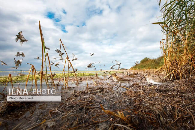 تصاویری از عکسهای برندگان مسابقه عکاسی سال حیات وحش ۲۰۲۲ 