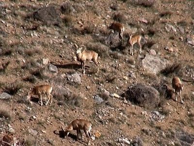 جایزه جشنواره «گلدن فمی» بلغارستان برای بهزاد عبدی