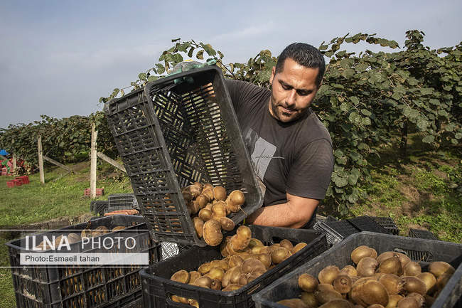 کار و امید، قصه زنان باغ کیوی
