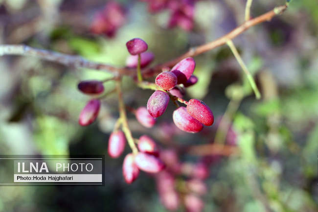 برداشت پسته از باغات نیشابور