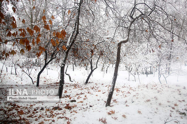 برف زمستانی در سعدآباد