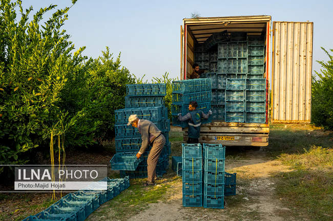 برداشت نارنگی از باغات هاشم‌آباد گرگان
