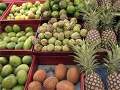 فارس پیشتاز در تولید میوه‌های گرمسیری و نیمه‌گرمسیری کشور