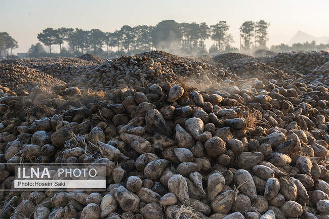 تولید شکر از چغندر قند 