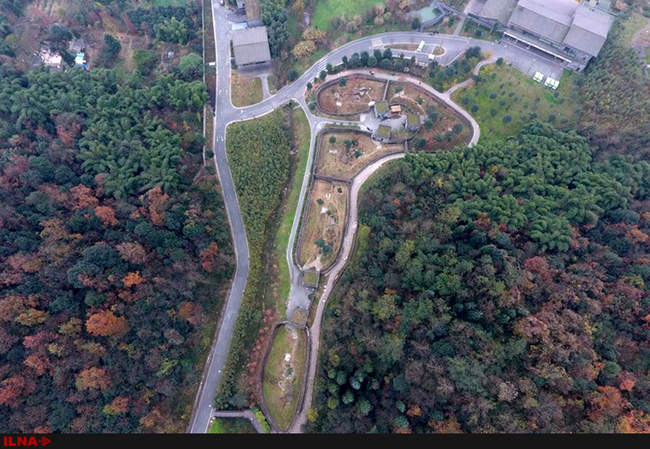 خانه سالمندان برای پانداهای پیر در استان سیچوآن کشور چین