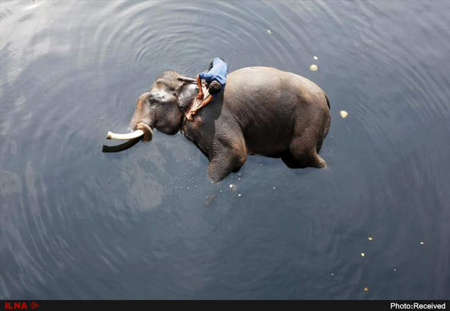 دوستی انسان و حیوانات