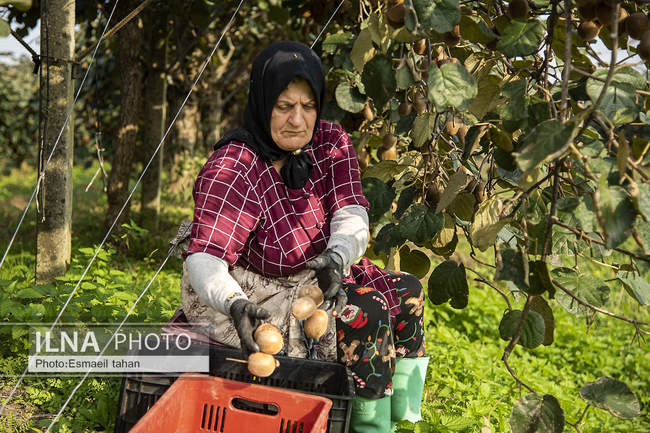 کار و امید، قصه زنان باغ کیوی