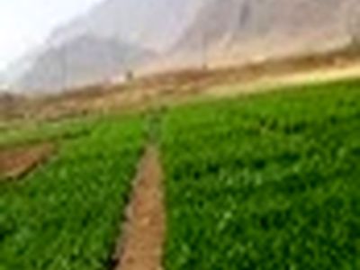 حدود ۱۳۰۰ هکتار از اراضی لاهیجان زیر کشت محصولات علوفه ای و راتون