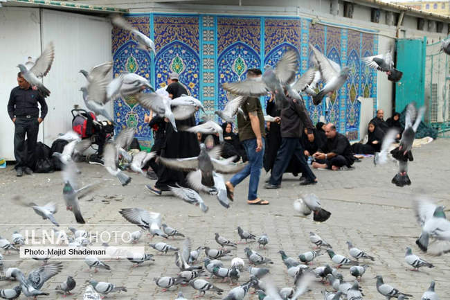 اربعین حسینی در کربلا-2