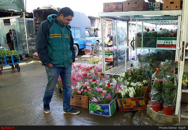 بازار گل و گیاه تهران در آستانه نوروز