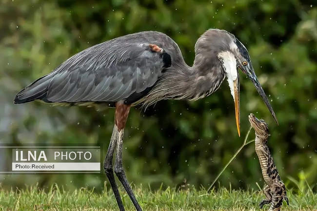 تصاویری از یک حواصیل در حال وارد کردن آخرین ضربات به یک بچه‌ تمساح