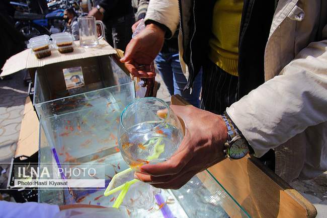 برآمد بوی صبح و بوی نوروز