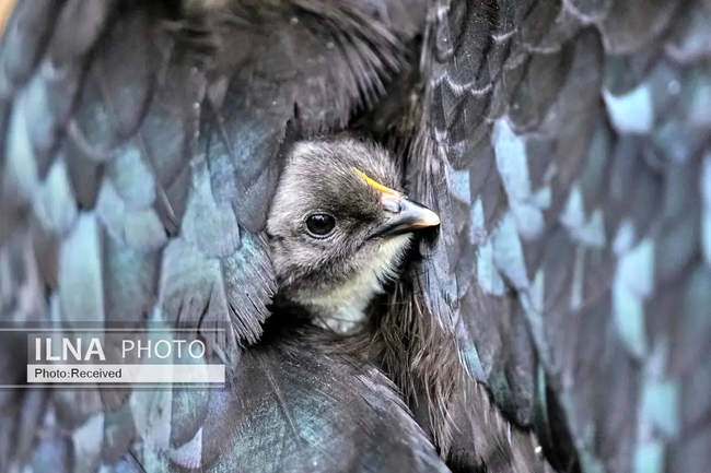 هفته‌ای در دنیای حیات‌وحش