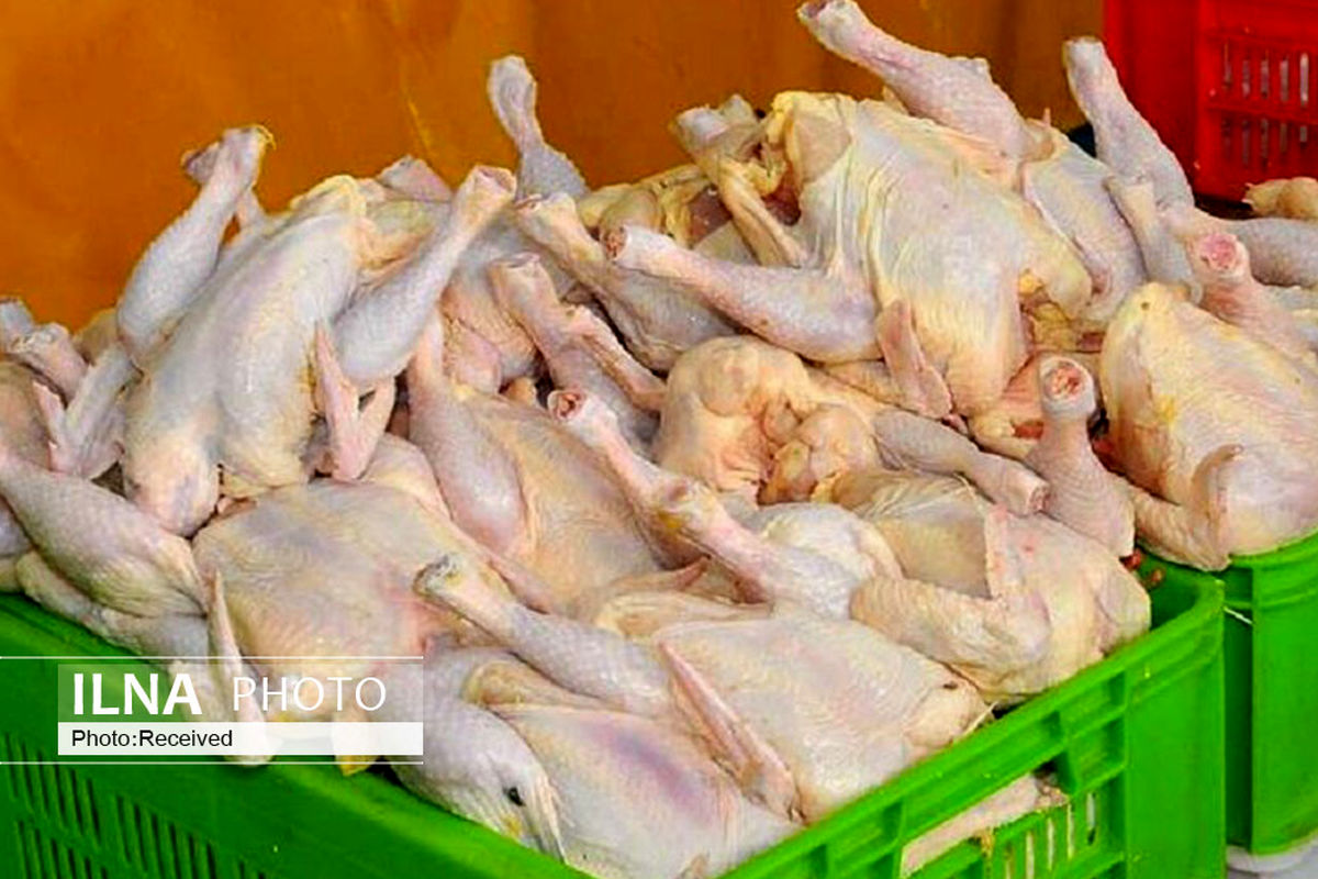توزیع ۱۹۰  تن مرغ در قزوین  